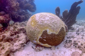 Les coraux des Caraïbes en danger de mort